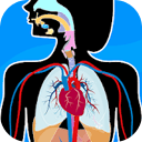 Human Anatomy – Body parts 2025.3.0