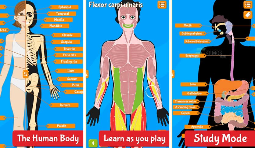 Human Anatomy – Body parts 2025.3.0